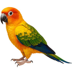 Conures (Medium)